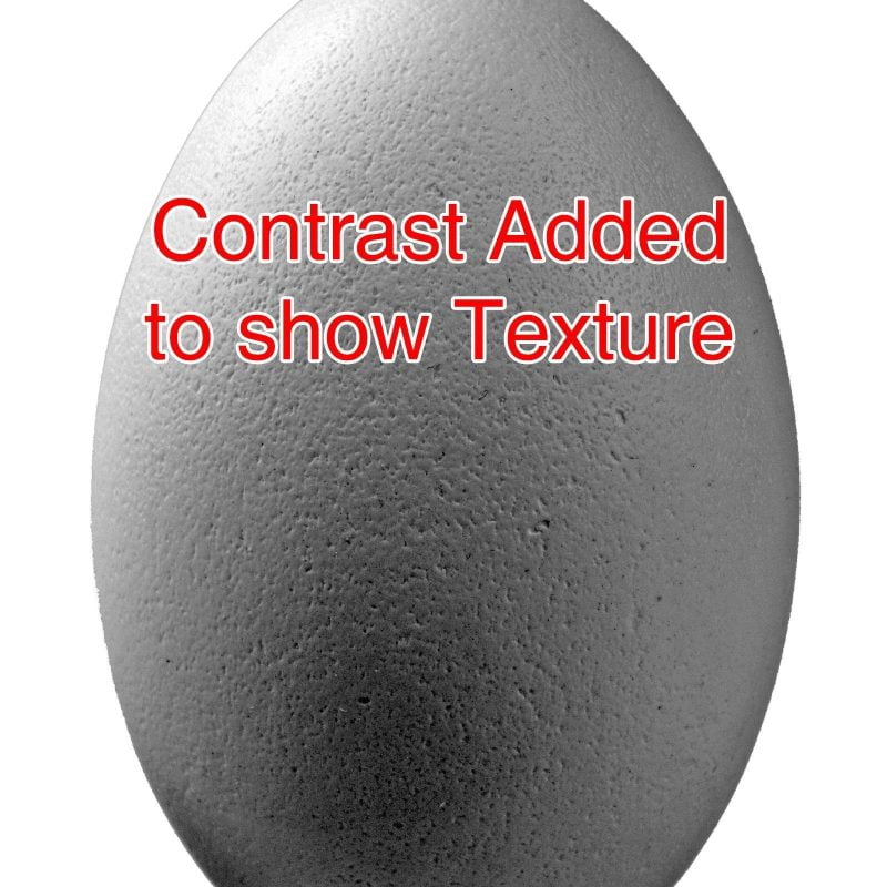 Emu Egg showing texture with added contrast
